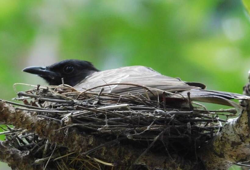 Bed and Breakfast Yala Avian Eye Safari