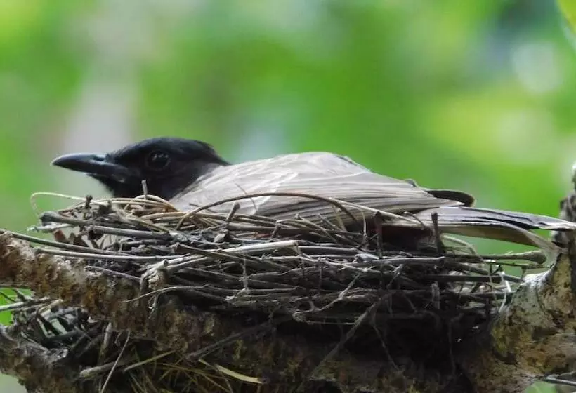 ベッドアンドブレックファースト Yala Avian Eye Safari