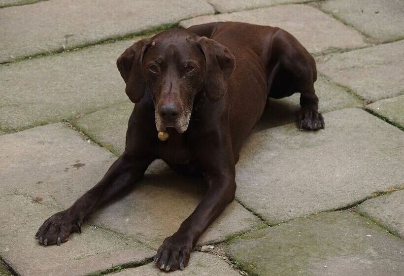 호텔 Château Des Marcilly Talaru