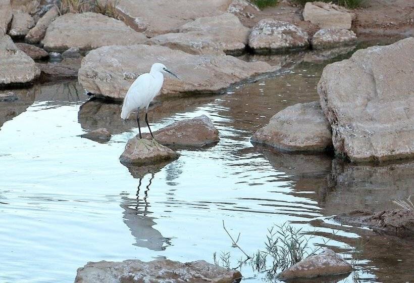 Отель Kasbah Tissint