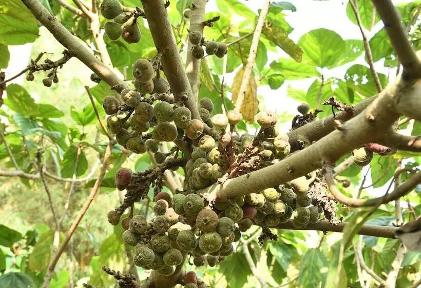 Lomakeskus Mekosha Ayurveda Spa Retreat