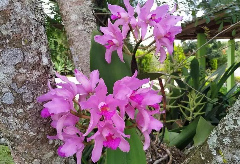 ホテル Pousada Ecológica Das Bromélias