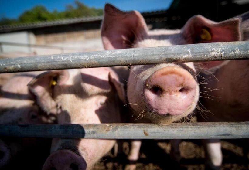 호텔 Agriturismo Ostrouska