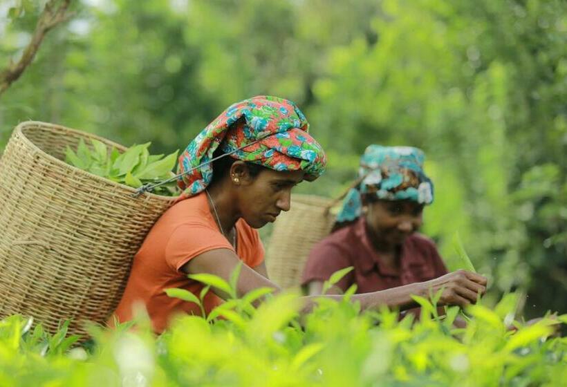 فندق Nawalakanda Holiday Resort