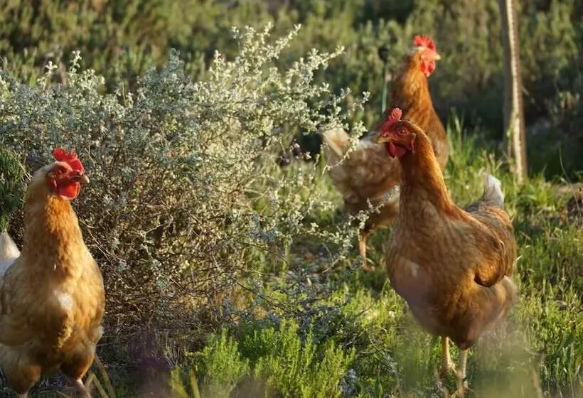 Aamiaismajoitus (B&B) Stellar Overberg Travellers Lodge