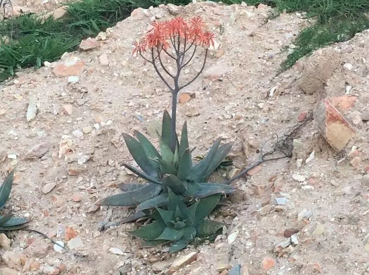 Aamiaismajoitus (B&B) Stellar Overberg Travellers Lodge