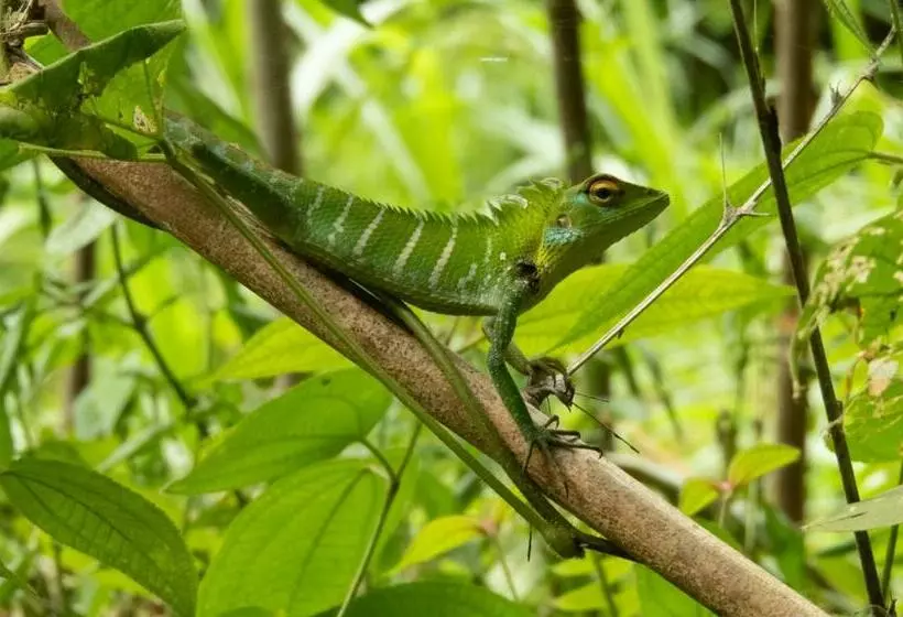 リゾートホテル Ahas Gawwa