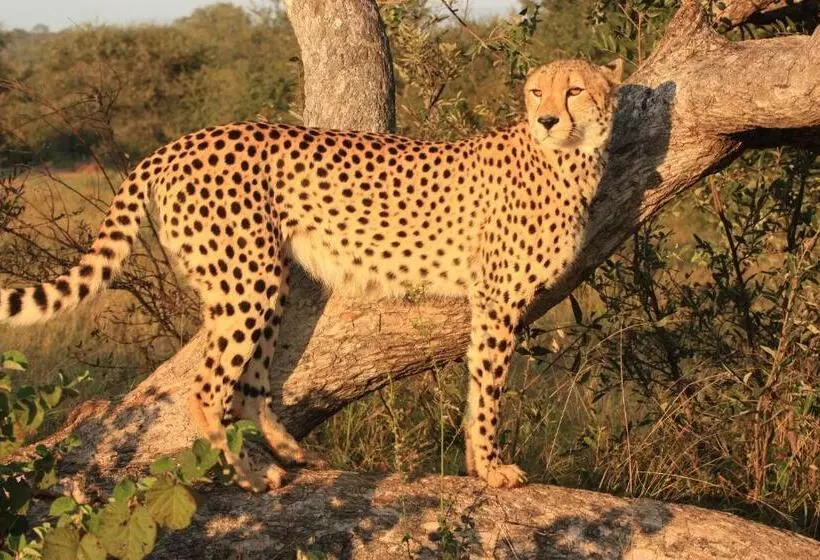 ホテル Lions Place