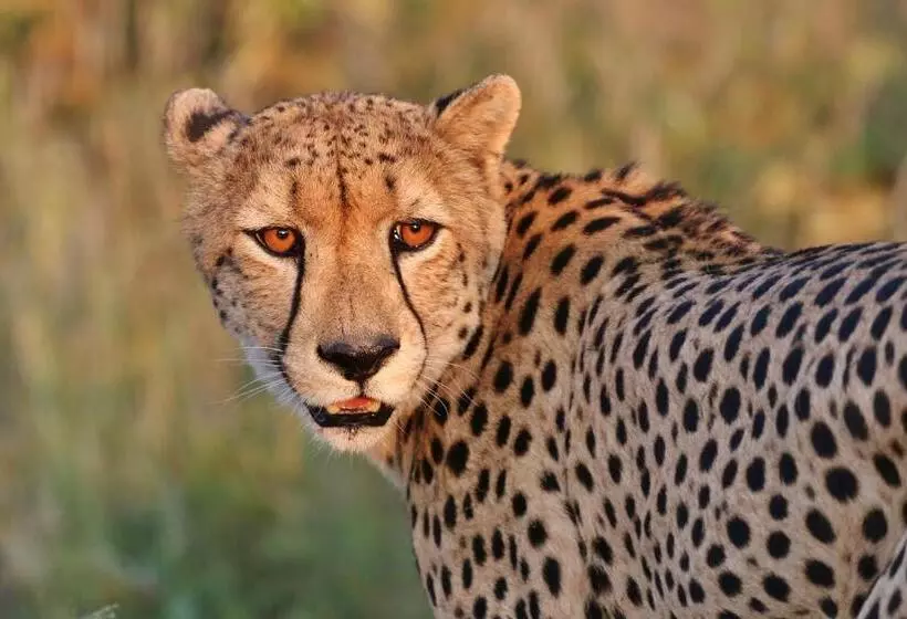 ホテル Lions Place