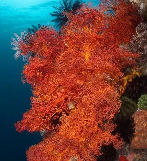 Murex Bangka Dive Resort