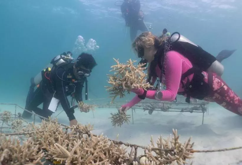 Murex Bangka Dive Resort