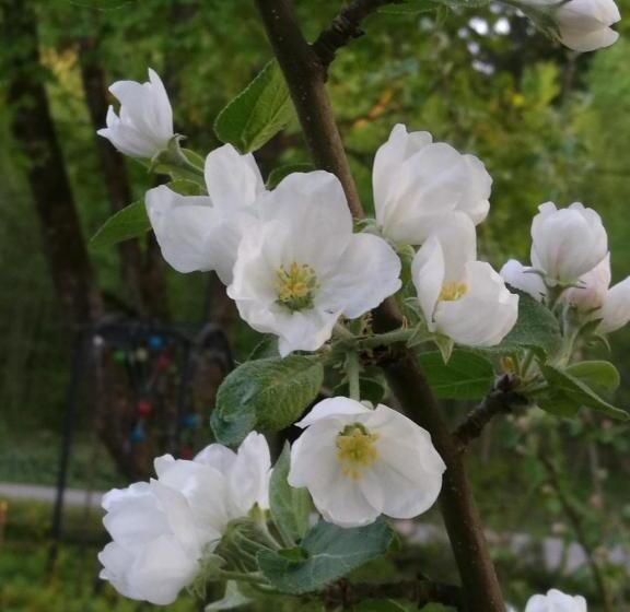 פנסיון Eden Billnäs