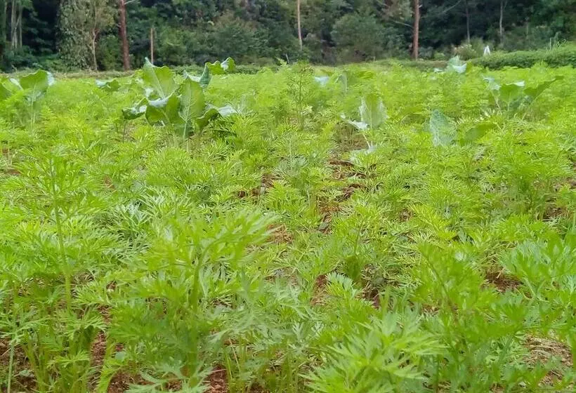 Majatalo Vegetable Garden House
