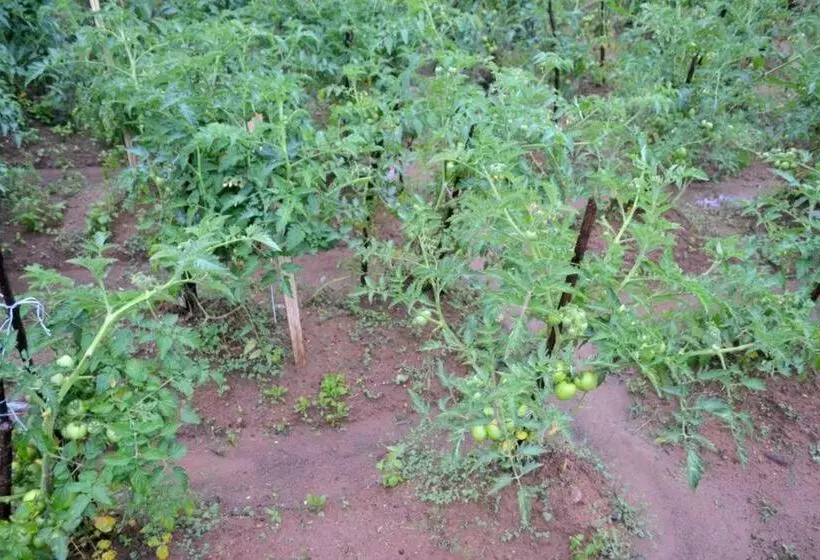 Majatalo Vegetable Garden House
