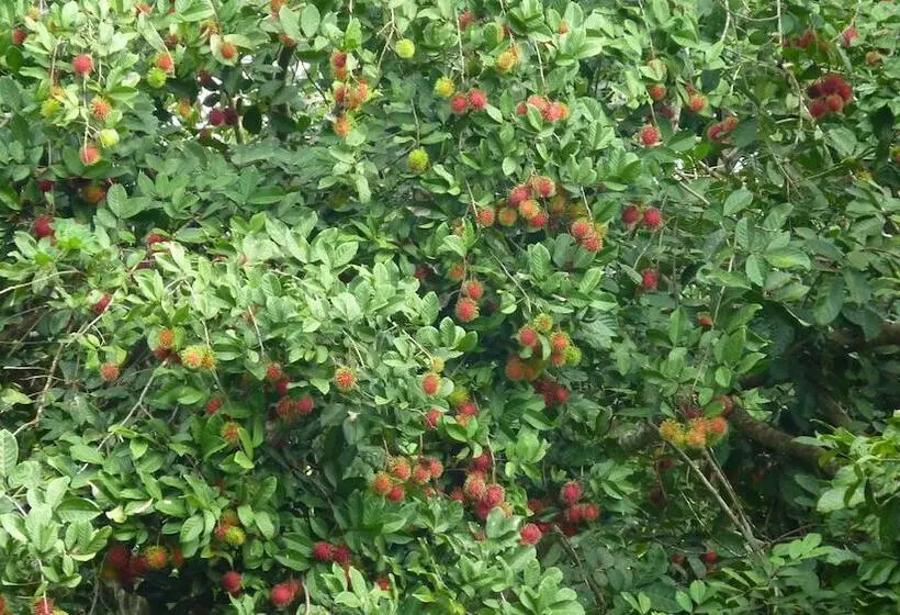 Lomakeskus Baandin Chiewlarn