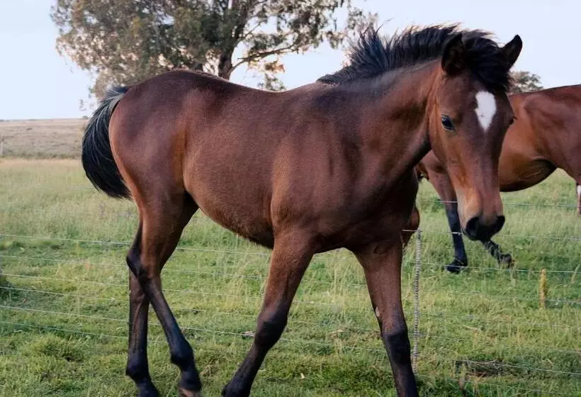 Hotelli Garingboom Guest Farm