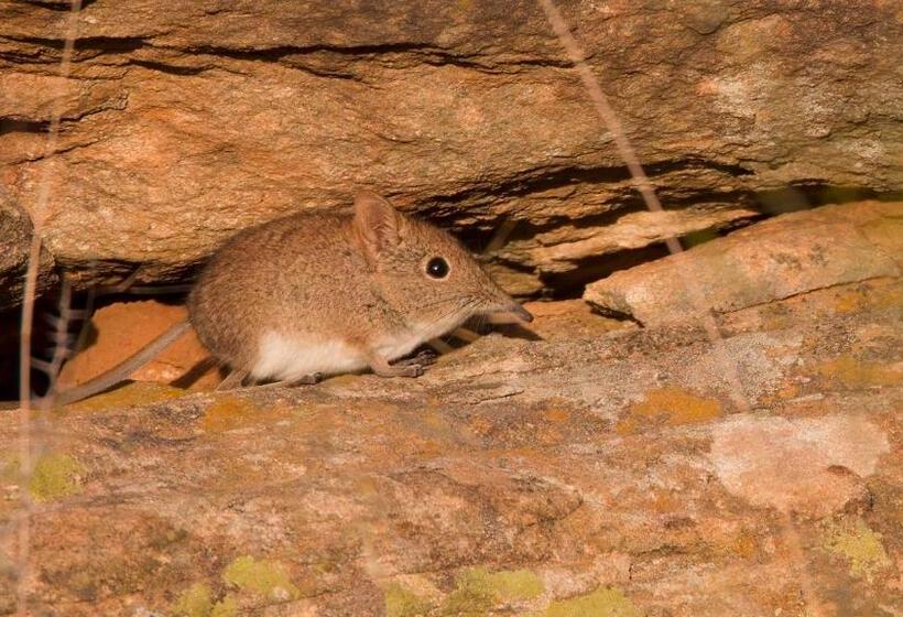 Hotel Garingboom Guest Farm