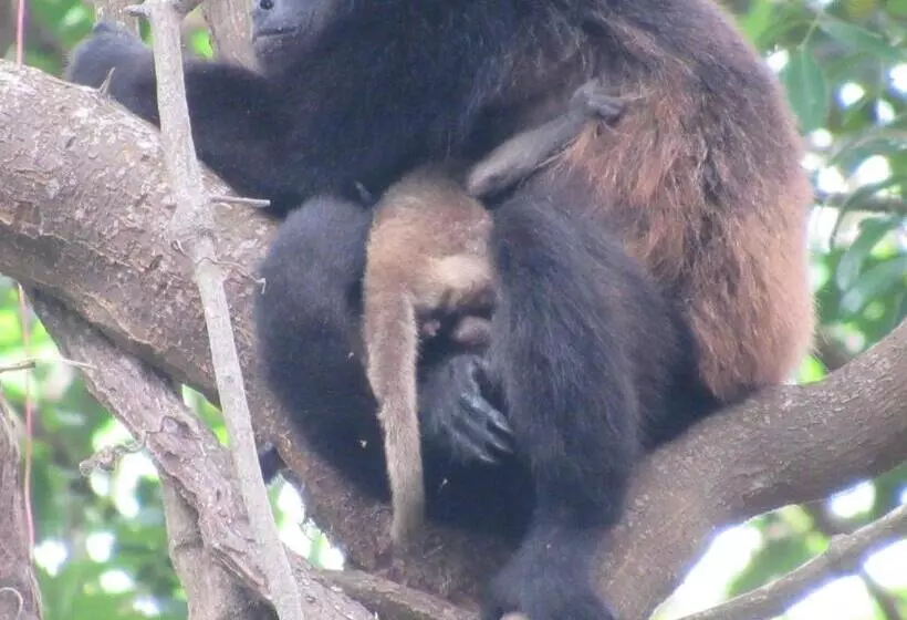 هاستل Hostal Eco Lodge La Chiponga