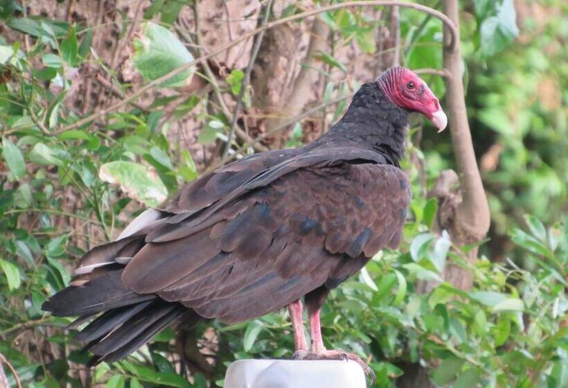 فندق صغير Hostal Eco Lodge La Chiponga