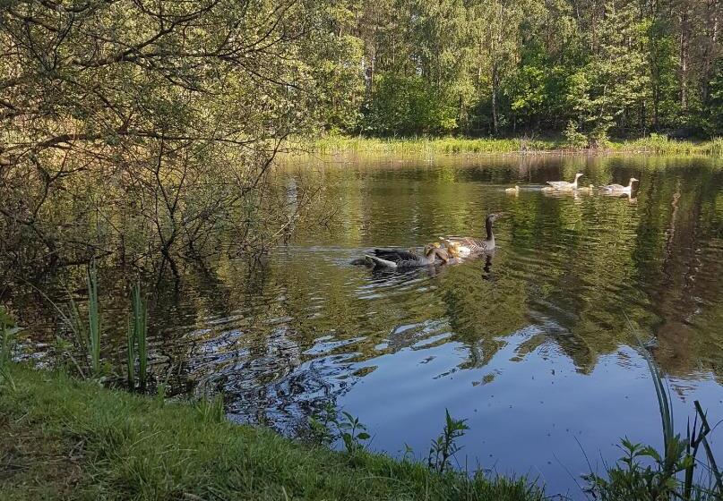 酒店 Vakantiepark Camping De Peelpoort