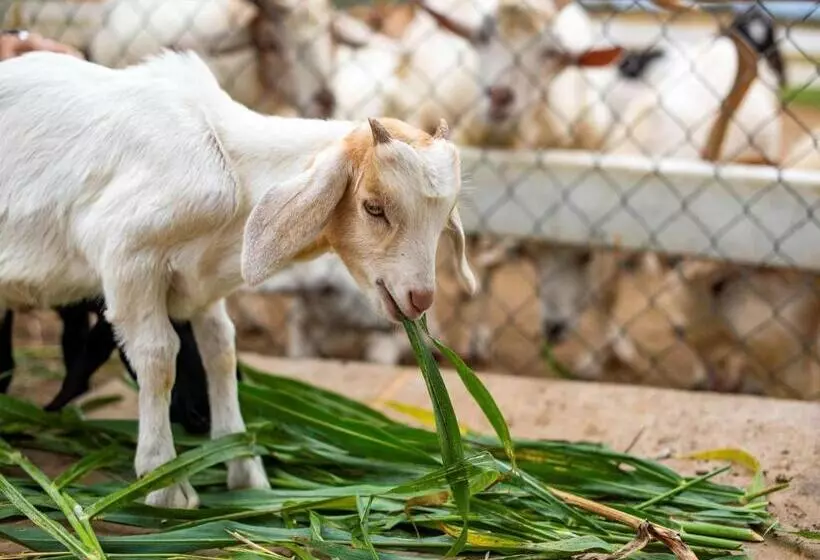 Mövenpick Resort Khao Yai