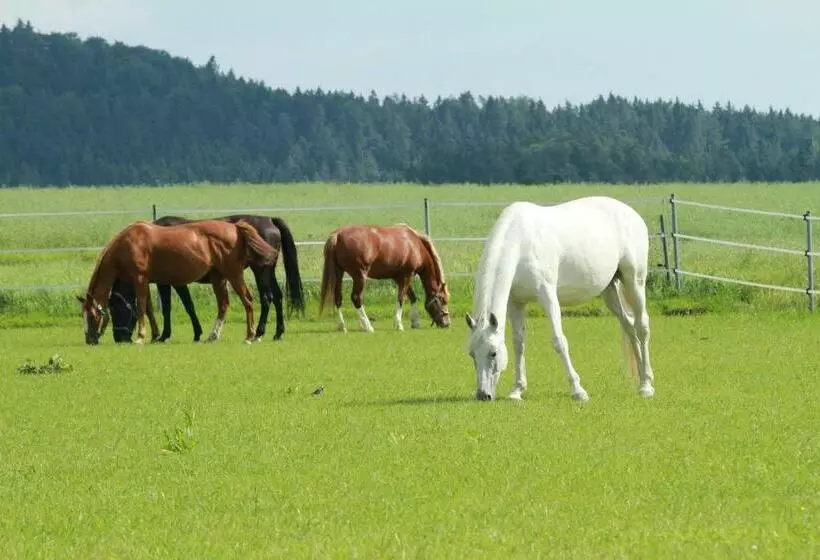 ペンション Landgasthof Zum Elsabauern