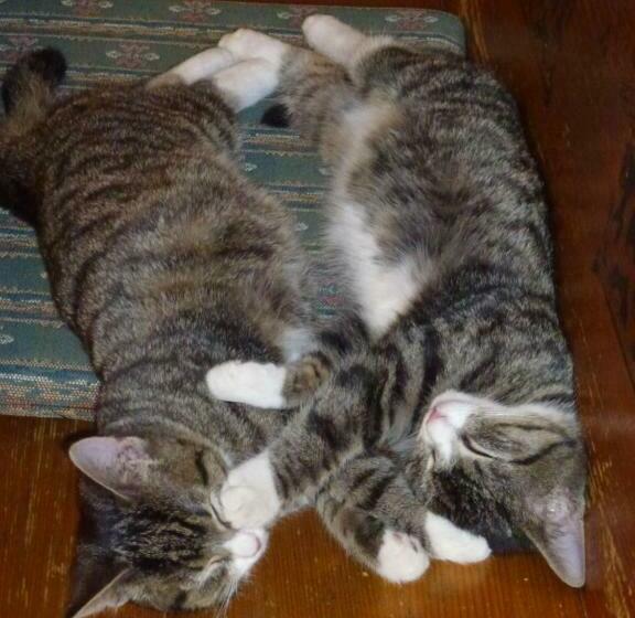 Pensió Landgasthof Zum Elsabauern