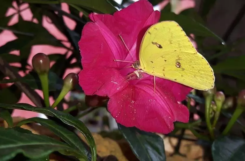 Majatalo Pousada Condado Santa Maria