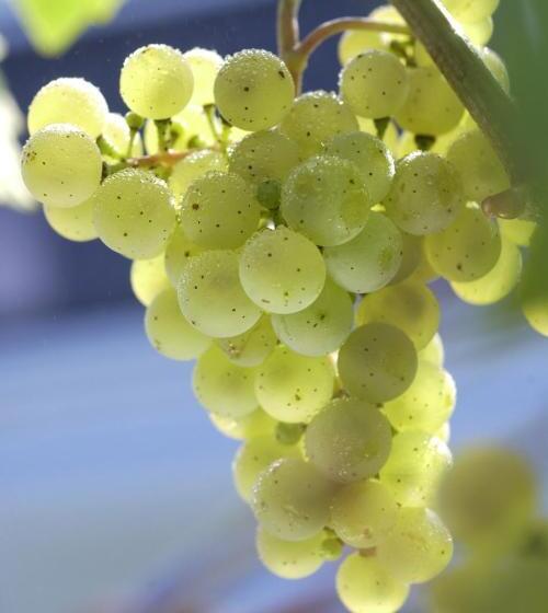 Weinhotel Hubertus Garni