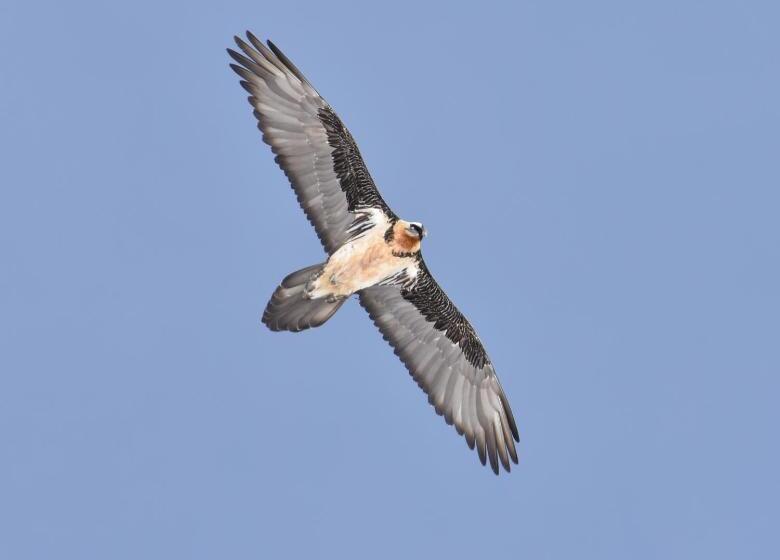 Отель Gasthof Gemse