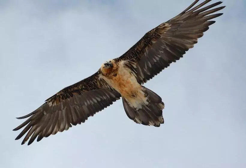 Hotelli Gasthof Gemse