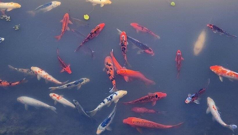 汽车旅馆 Golf Club Motor Inn Wingham