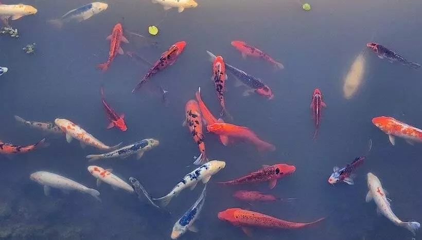 モーテル Golf Club Motor Inn Wingham