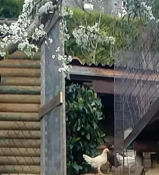 ペンション Agriturismo San Giovanni Ad Insulam