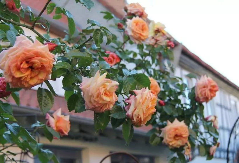 Majatalo No.31 B&b Im Rosengarten