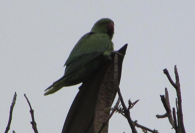 Resort Parisons Plantation Experiences By Abad