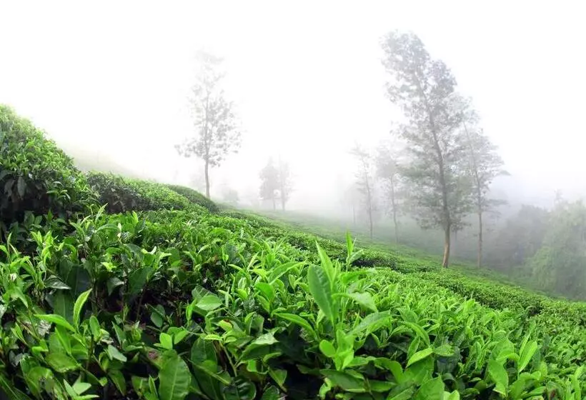 リゾートホテル Parisons Plantation Experiences By Abad