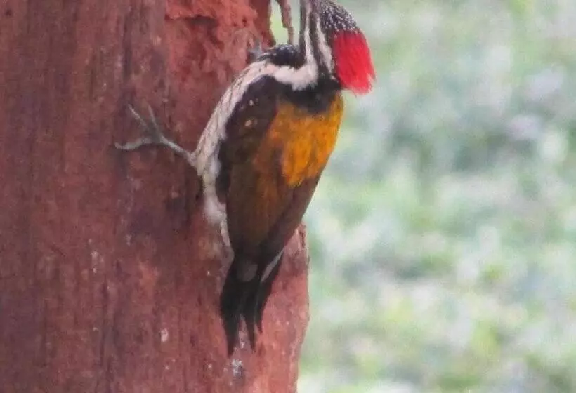 リゾートホテル Parisons Plantation Experiences By Abad