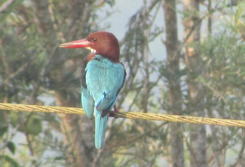 Resort Parisons Plantation Experiences By Abad