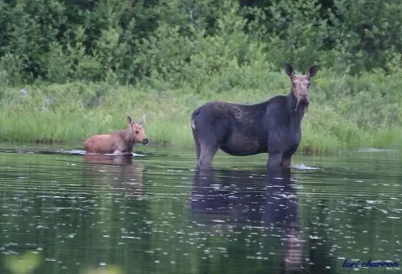 Aamiaismajoitus (B&B) Deer Mountain Lodge & Wilderness Resort