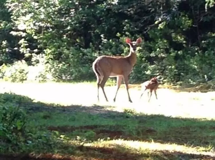 Aamiaismajoitus (B&B) Deer Mountain Lodge & Wilderness Resort