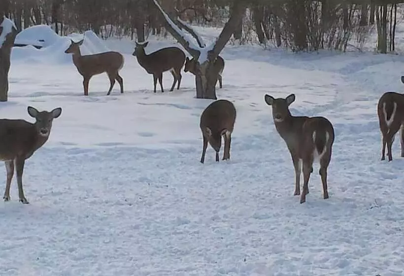 Aamiaismajoitus (B&B) Deer Mountain Lodge & Wilderness Resort