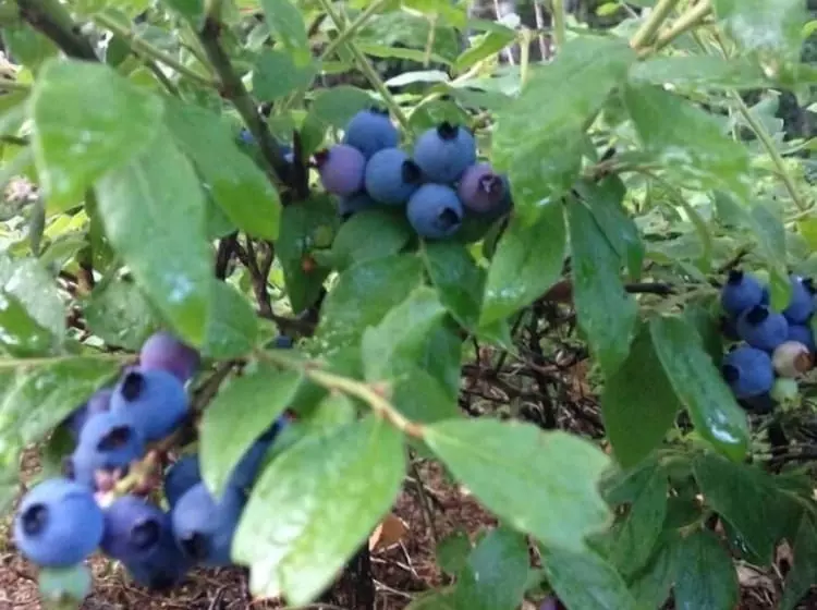 Aamiaismajoitus (B&B) Deer Mountain Lodge & Wilderness Resort