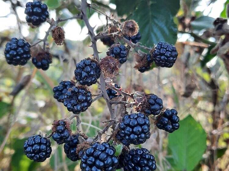 مبيت وإفطار L Echappée Trémoussante