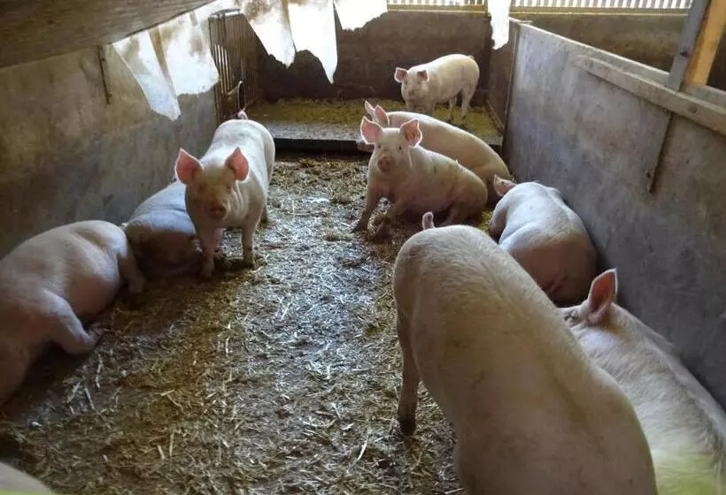 Retkeilymaja Gasthaus Metzgerei Pension Maßem