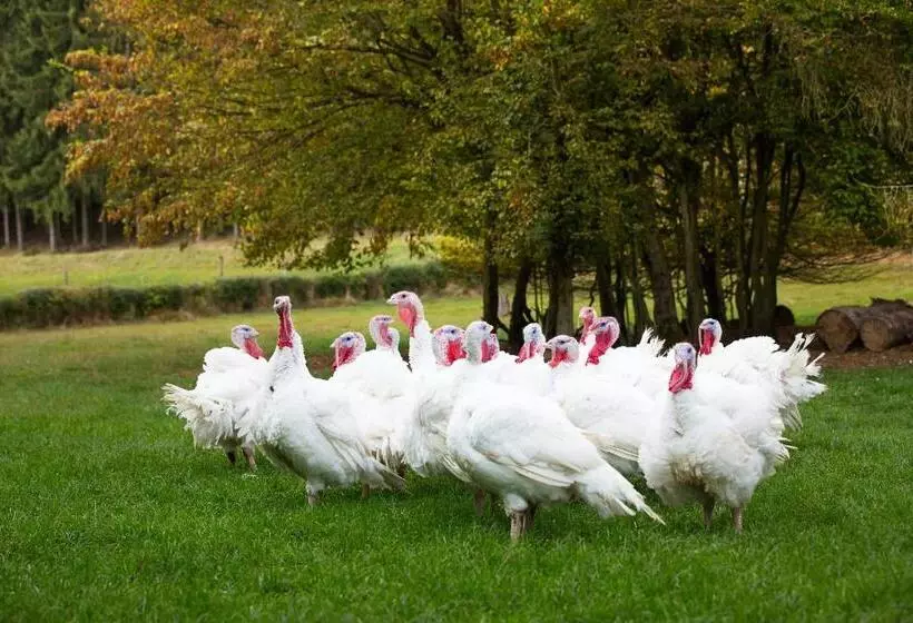 Retkeilymaja Gasthaus Metzgerei Pension Maßem