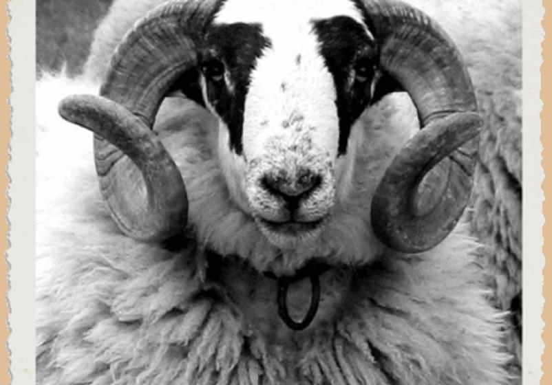 Отель L'hôtel Du Mouton Blanc