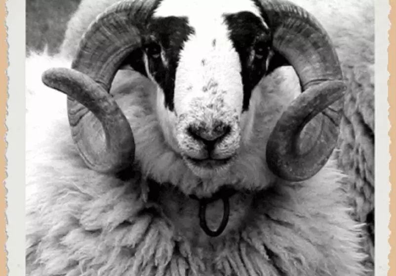 Hotelli L'hôtel Du Mouton Blanc