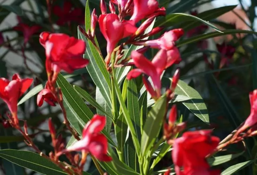 Pensione Gästehaus Wagner