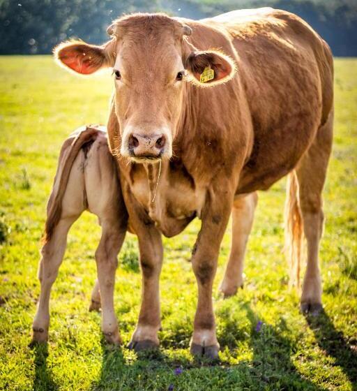 بنسيون öregtölgy Vendégház